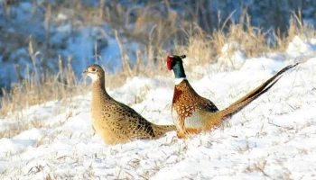 В Амурской области из-за резкого сокращения численности фазанов изменены правила охоты В Амурской области из-за резкого сокращения численности фазанов изменены правила охоты